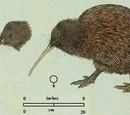 Apterygidae