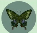 Peacock Butterfly