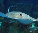 Leopard Whipray