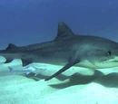 Tiger Shark