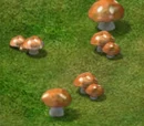 Mushroom