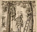 Von der Bienenwirthschaft in der Wallachei