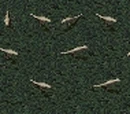 Velociraptor