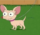 Pinky the Chihuahua