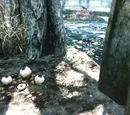 Fungi (Skyrim)
