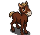 Icelandic Foal
