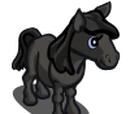 Dales Pony Foal