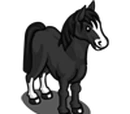 Black Quarter Pony