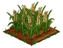 Australian Barley 100.png