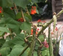 Broad bean