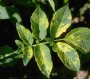 Mosaic virus