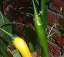 Capsicum baccatum 'Hot lemon'