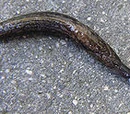 Keeled slug