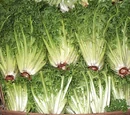 Endive
