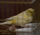 Pavarotti