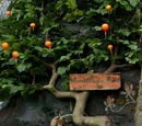 Dirigible plum