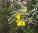 Sophora