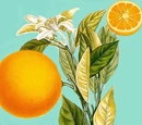 Aceite esencial de azahar