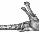 Sarcosuchus