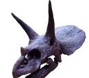 Triceratops