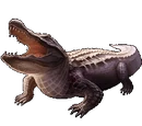 Alligator
