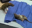 Rats (Dr. Dolittle)