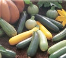 Summer squash