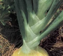 Walla Walla onion