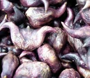 Water caltrop