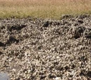 Eastern oyster