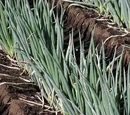 Green Onions and Leeks