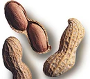 Peanut