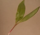 Ramps