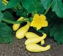 Crookneck squash
