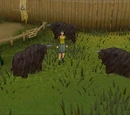The Fremennik Isles