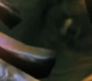 Quillgor alpha