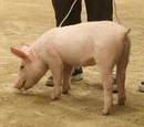 Porkers