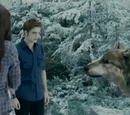 Seth Clearwater