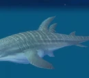 Whale shark