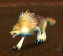 Feral Crag Coyote