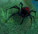 Black Widow Hatchling