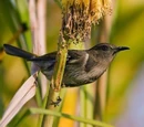 Meliphagidae
