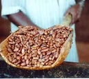 Cocoa Production