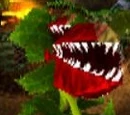 Venus Fly Trap