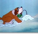 Boliver the St. Bernard