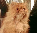 Crookshanks