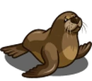 Australian Fur Seal