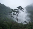 10 Rain Forest Facts