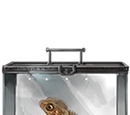 Crested Toad