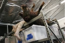 Boar-hawaiifilmstudio.jpg